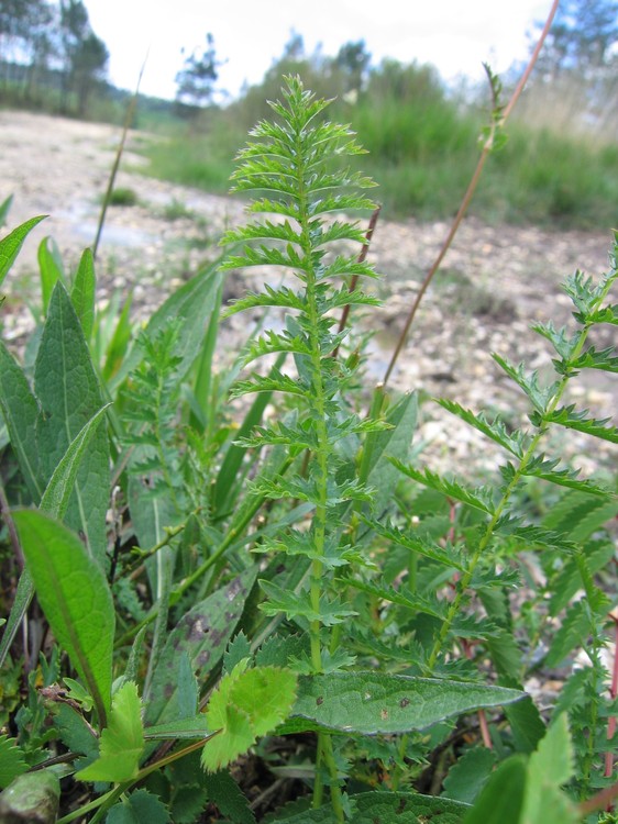 Filipendula vulgaris